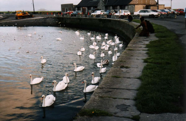 Galway, Cigni - 28 Jul 2004